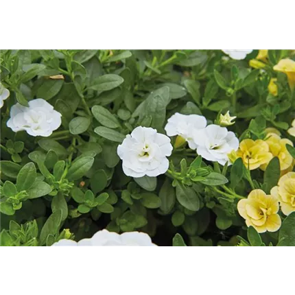 CAL Calita Double White_411418_Volmary_Kaldenhof_Blueten_528_KATALOG.jpg