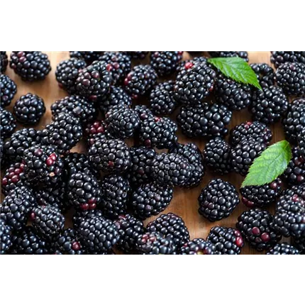 RUB Coolaris® Garden Black 562449.jpg