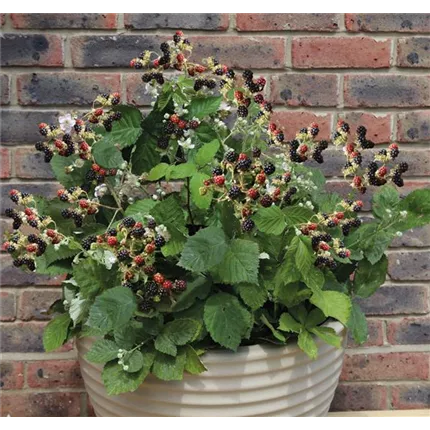 RUB__562469_Coolaris®_Patio Black_01.jpg