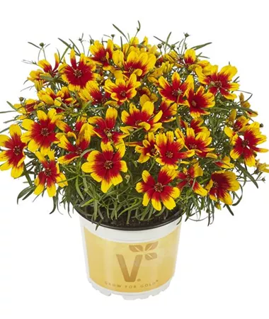 Coreopsis verticillata