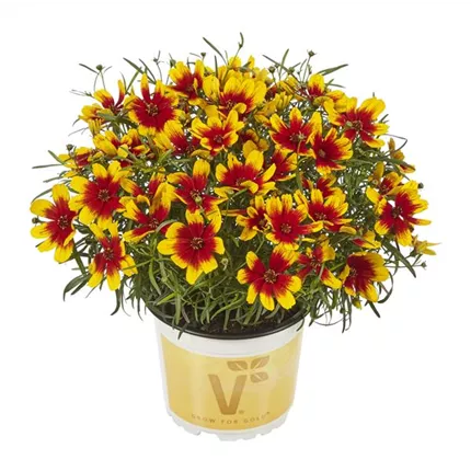 COR_Corleone_Red & Yellow_418745_COR_4514_Red_Yellow_KATALOG.jpg