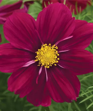 Cosmos bipinnatus