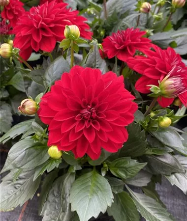 Dahlia x hortensis