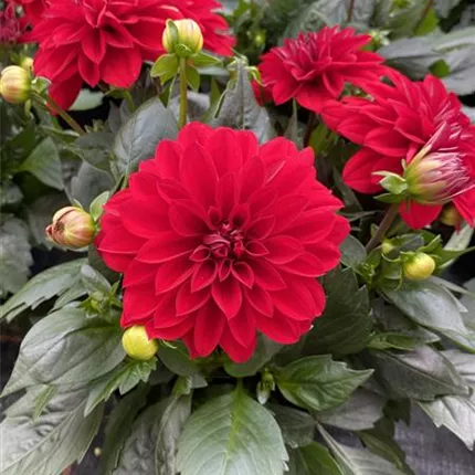 DAH_Lubega® XL_Red_84_430185_IMG_4346_KATALOGBILD.JPG