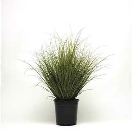 CAR Phoenix Green 492777 GRA10-10728.jpg