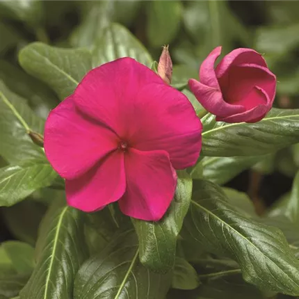 CAT CoraXDRHotgenta_L 415613.jpg