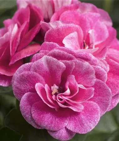 Pelargonium x peltatum
