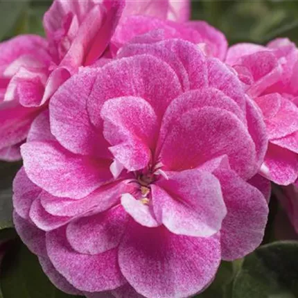 PEL_Grandeur® Ivy_Stardust_460372__DSC8922_Hoehler.jpg