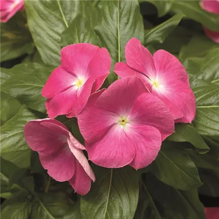 CAT CoraXDRPinkHalo_L 415622.jpg