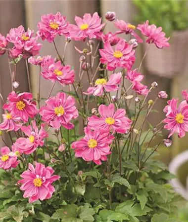 Anemone hupehensis
