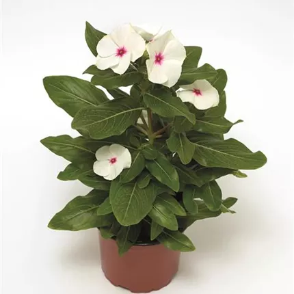 CAT CoraXDRPolkaDot_L 415624.jpg