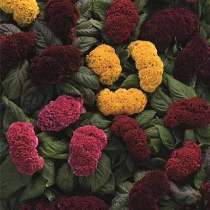 CEL Concertina Mixture 416355.jpg