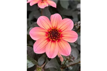 Dahlia x hortensis