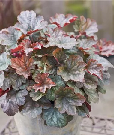 Heuchera x hybrida