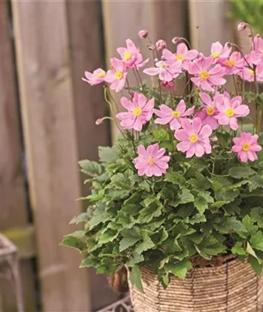 Anemone hupehensis