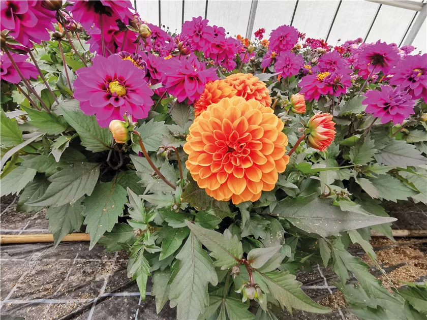 Dahlia x hortensis, Lubega® Dark Ball Orange
