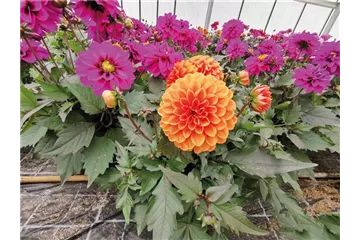 Dahlia x hortensis