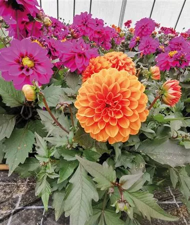 Dahlia x hortensis