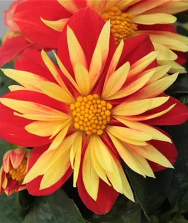 Dahlia x hortensis
