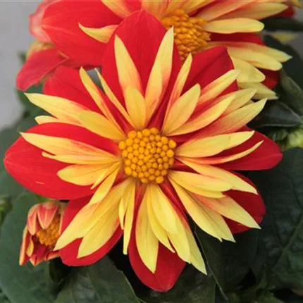 DAH_Lubega® Special_Orange Bicolor_128_429075_IMG_1244_KATALOGBILD.JPG