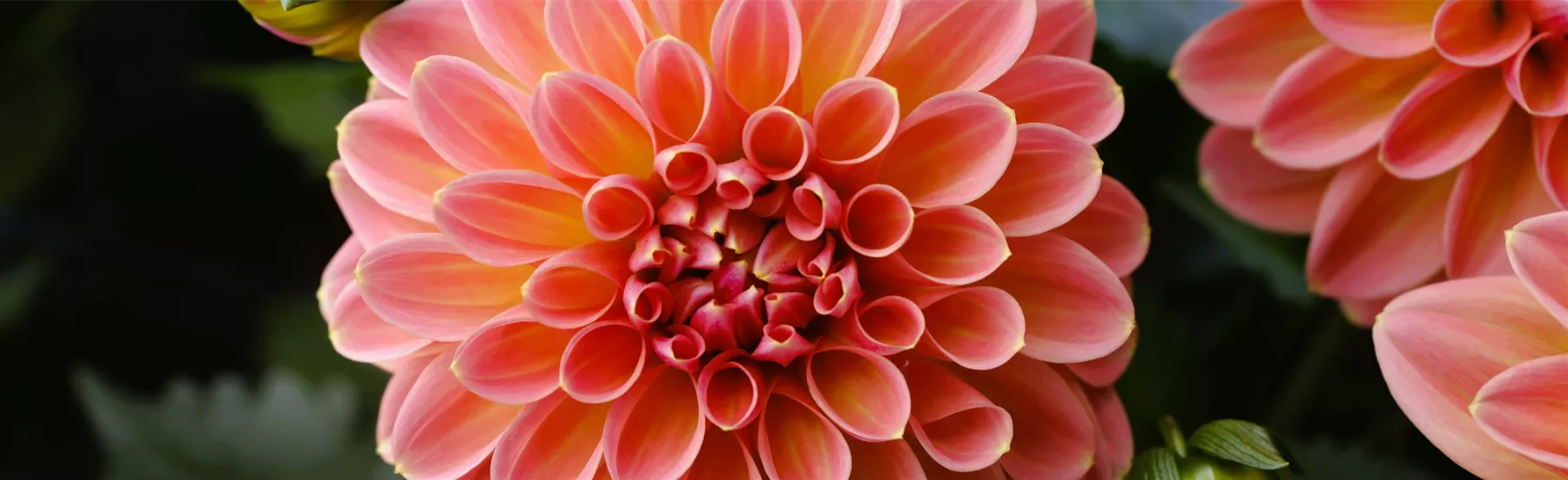 Dahlia-Lubega-Power-Tropical-Punch.png
