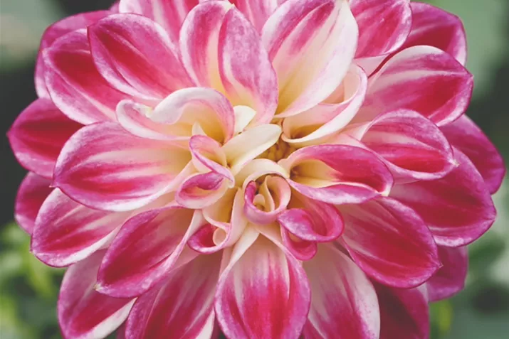 Dahlia-Lubega-Purple-White_Volmary.png