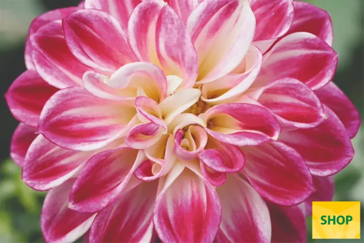 Dahlia-Lubega-Purple-White_Volmary.png