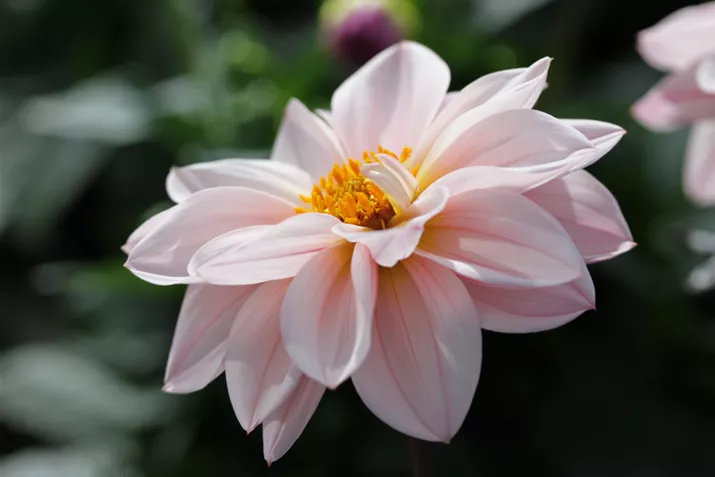 Dahlia-Lubega-Dark-Lovely-Morning_Volmary.png