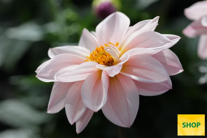 Dahlia-Lubega-Dark-Lovely-Morning_Volmary.png