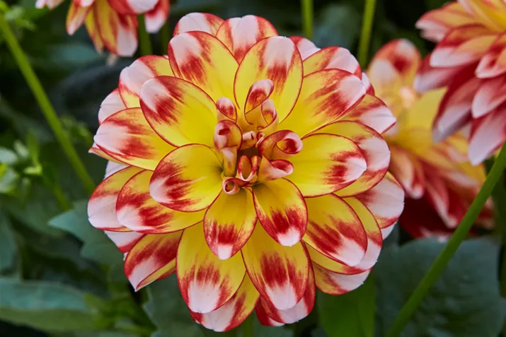 Dahlia-Lubega-Power-Tricolor_Volmary.png