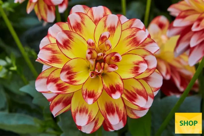 Dahlia-Lubega-Power-Tricolor_Volmary.png