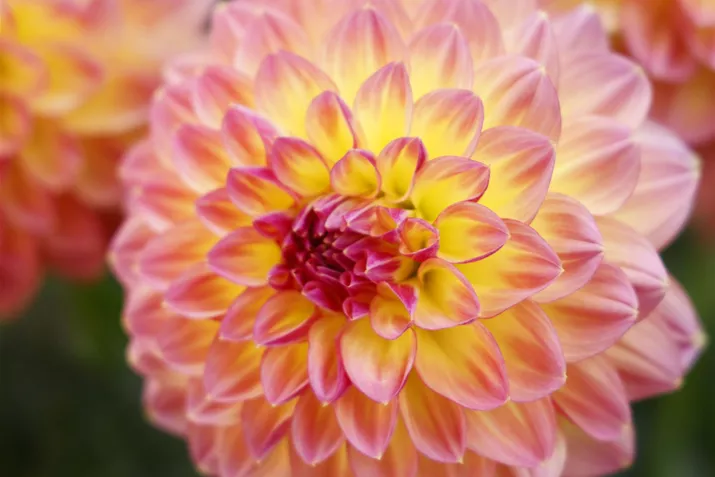 Dahlia-Lubega-XL-Maracuya_Volmary.png