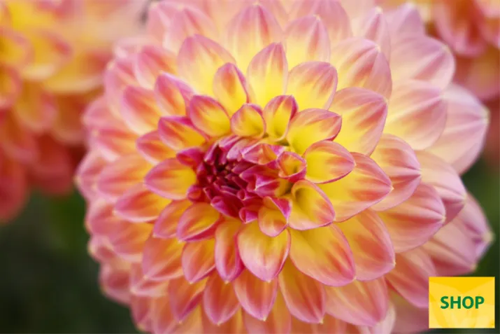 Dahlia-Lubega-XL-Maracuya_Volmary.png