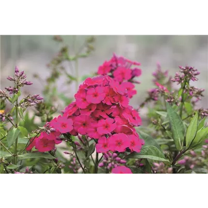 PHL_AdessaSpecial Fire-467365-IMG_1986.jpg