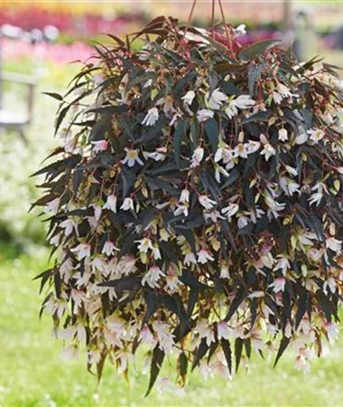 Begonia boliviensis