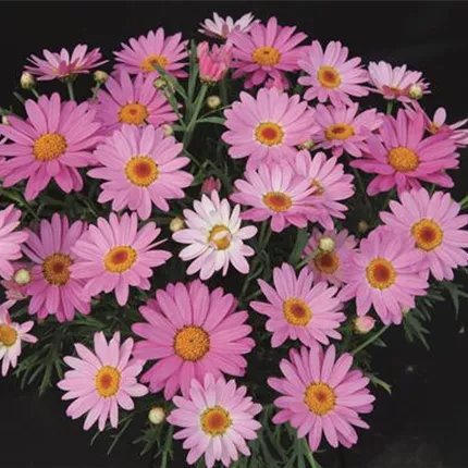 ARG Aramis Pink Eye IMP 2020 404987 Pot.jpg