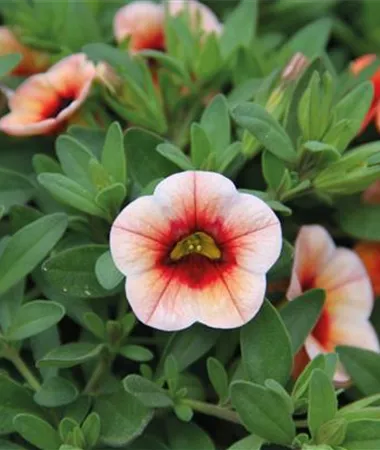 Calibrachoa cultivars