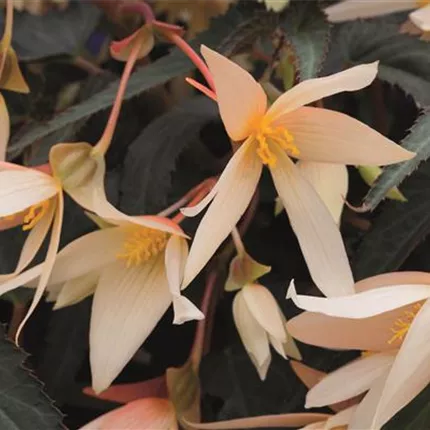 BEG La Paz Yellow 406680 18048161.jpg BEG La Paz Yellow 406680 18048161.jpg