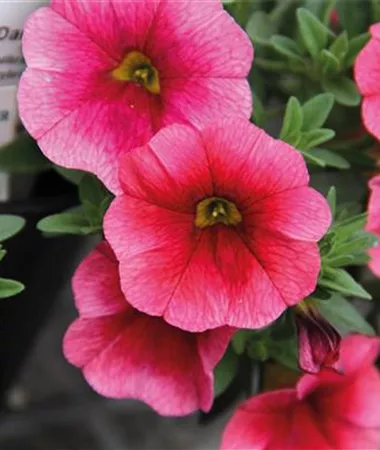 Calibrachoa cultivars