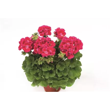 PEL Grandeur Classic Cherry Red Eye 461318.jpg