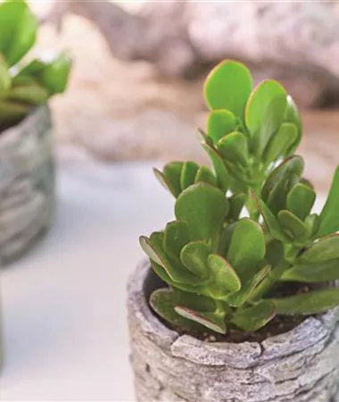 Crassula ovata