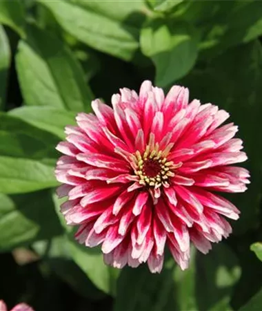 Zinnia elegans