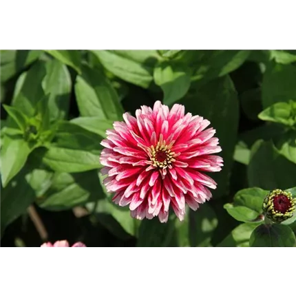 ZIN_Radiant_Cherry and White_490350__MG_3053_KATALOG.JPG