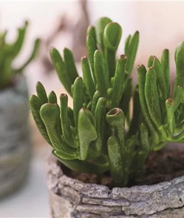 Crassula ovata