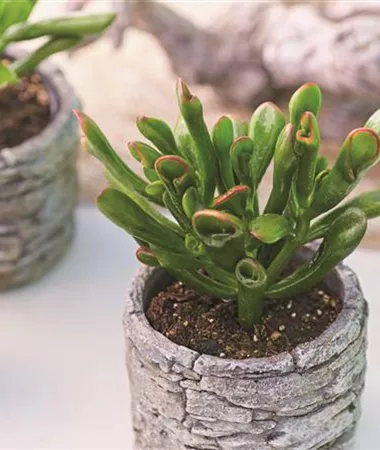Crassula ovata