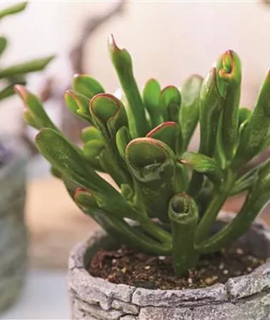 Crassula ovata
