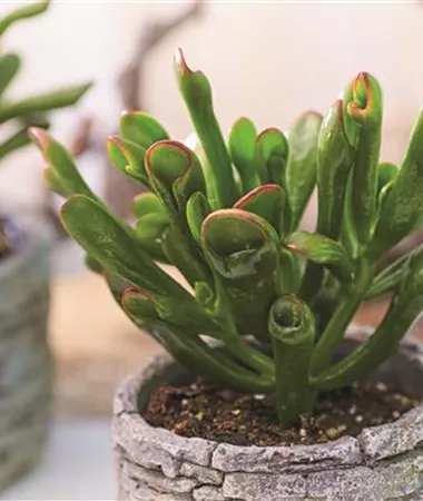 Crassula ovata