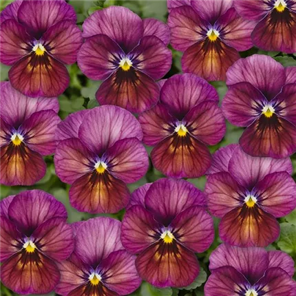 VIO Ice Babies Caramel Pink 484027.jpg