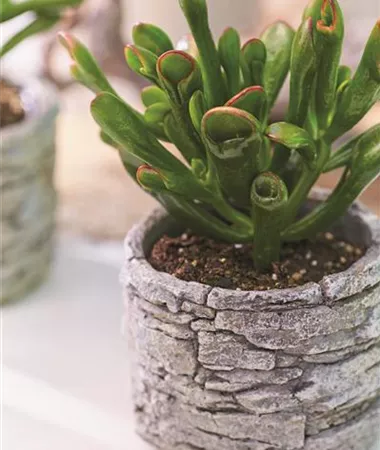 Crassula ovata