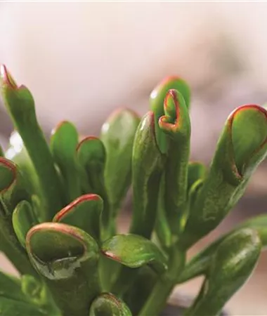 Crassula ovata
